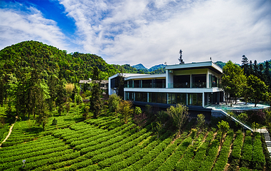 峨眉雪芽有机茶基地第 5 张图片