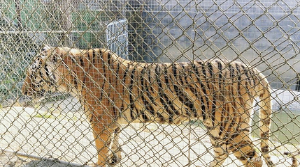 京明温泉度假村动物观赏园第 2 张图片