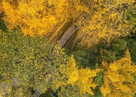 黄连村百年银杏林