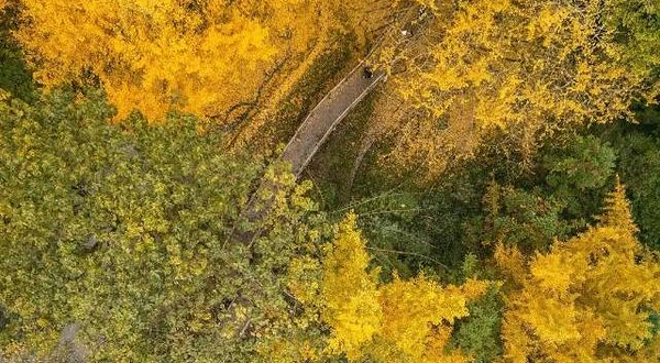 黄连村百年银杏林