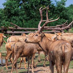 中华麋鹿园