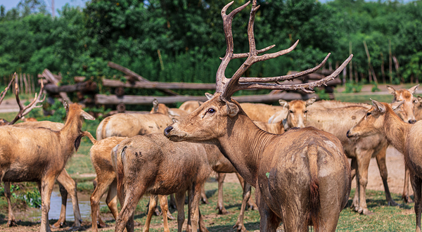 中华麋鹿园