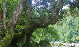 湖南省炎陵县神农谷国家森林公园-树抱石站