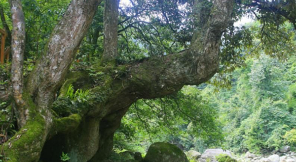 湖南省炎陵县神农谷国家森林公园-树抱石站