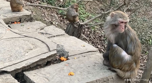 野生猕猴观赏园