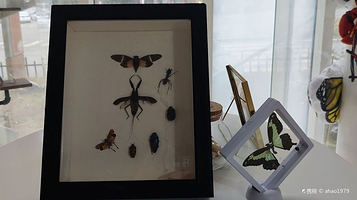 重庆市南川区蝶语昆虫博物馆