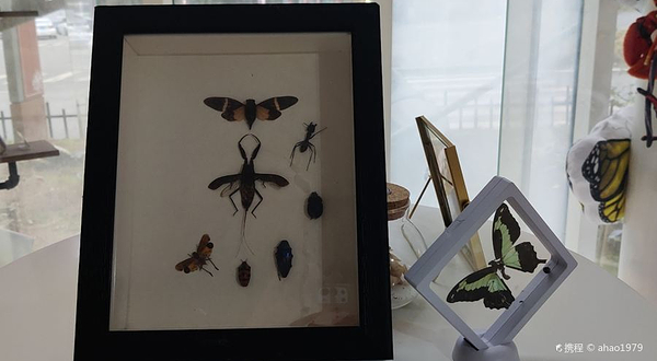 重庆市南川区蝶语昆虫博物馆