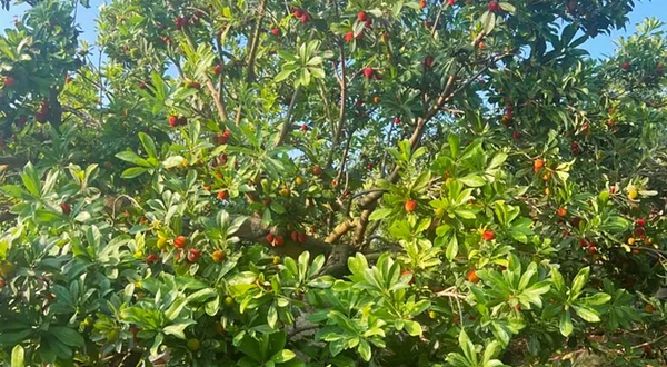 浮宫山头王杨梅园