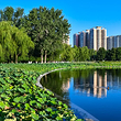 莲花池公园