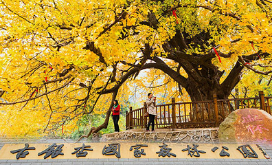 安陆钱冲古银杏生态旅游区第 22 张图片