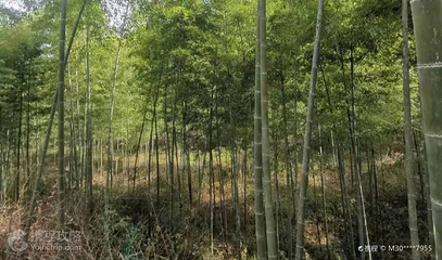 虎爪山国家森林公园第 3 张图片