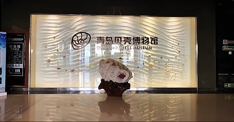 青岛贝壳博物馆第 6 张图片