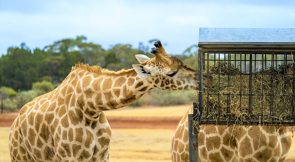 莫纳托野生动物园