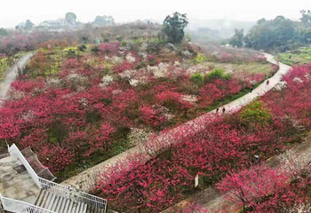 美樱花海第 15 张图片