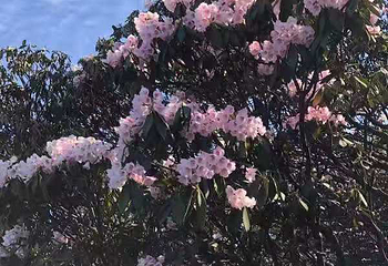 金佛山北坡景区第 67 张图片