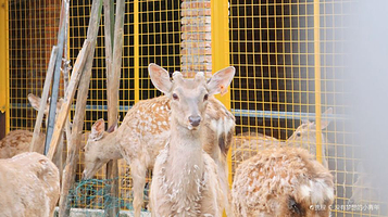 太湖鹿盛梅花鹿乐园