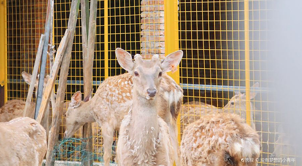 太湖鹿盛梅花鹿乐园