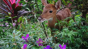山脚鹿场水鹿之家