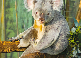 马德里野生动物园