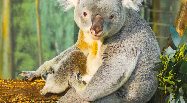 马德里野生动物园