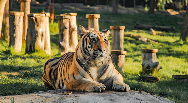 吉林省东北虎园