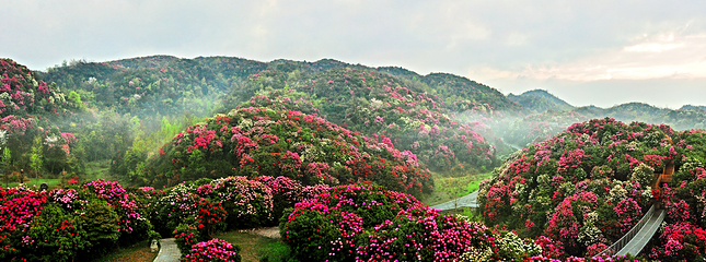 百里杜鹃风景区第 36 张图片