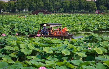 荷塘月色湿地公园第 28 张图片