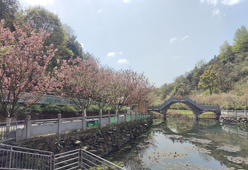 浔龙河樱花谷第 27 张图片