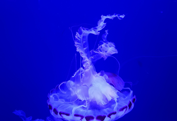 梦幻水母馆第 28 张图片