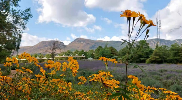 香草芳林·团建拓展·露营烧烤·手工DIY