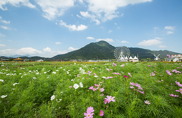 缙云县笕川花海第 3 张图片