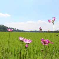 十里莲江