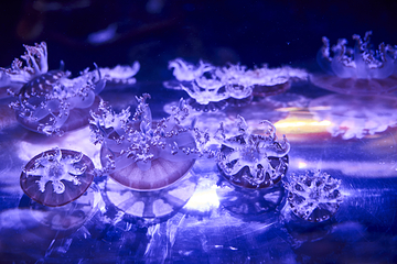 墨尔本水族馆第 7 张图片
