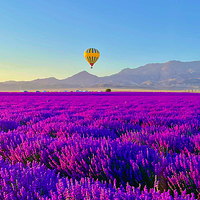伊犁天山花海景区