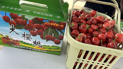 肖家营学府庄园樱桃采摘第 1 张图片