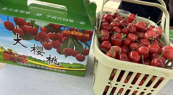 肖家营学府庄园樱桃采摘