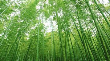 鲸鱼沟竹海风景区