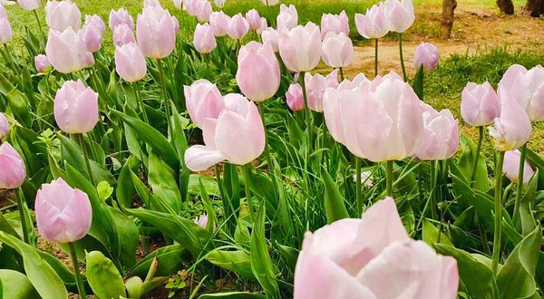 呼和浩特市植物园