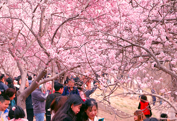 桃花堤公园第 5 张图片
