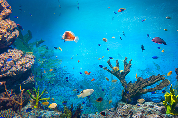 Sea Life COEX水族馆第 12 张图片