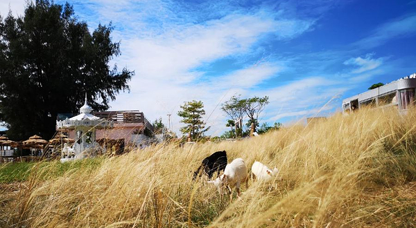 那片海海景野炊园