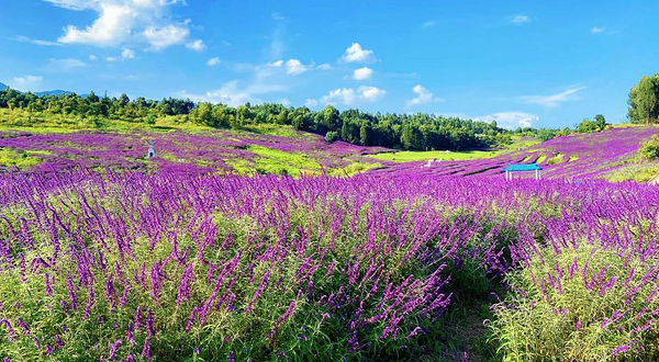 华侨城云端花海