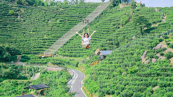 黑麋峰星空茶园