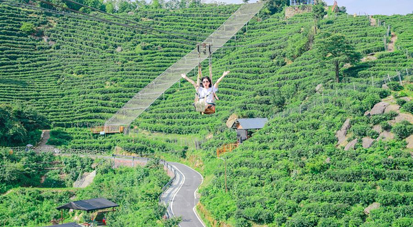 黑麋峰星空茶园