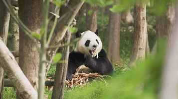太阳岛大熊猫馆