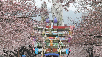 日立樱花祭