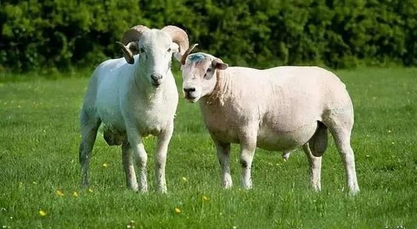 莲花山农庄小镇