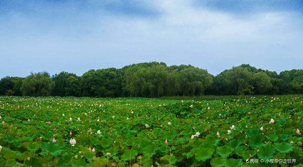 十里荷塘