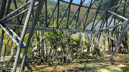 仙人掌与多肉园-沙漠植物区第 2 张图片
