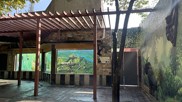 成都动物园-黑猩猩